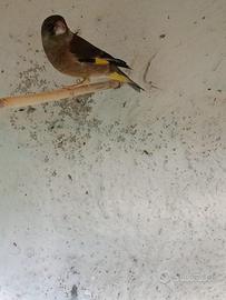 Verdoni di Cina maschi e femmina