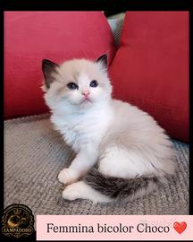 Ragdoll cuccioli con prestigioso pedegree