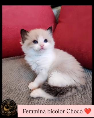 Ragdoll cuccioli con prestigioso pedegree