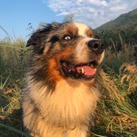 Pastore australiano maschio per accoppiamento