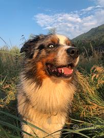 Pastore australiano maschio per accoppiamento