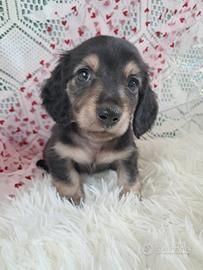 Bassotto kaninken pelo lungo