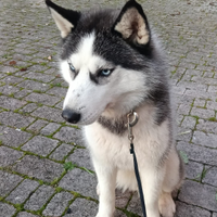 Husky siberiano femmina