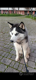 Husky siberiano femmina