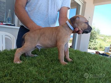 American Pit Bull Terrier - Maschi e Femmine Dispo