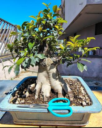 Bonsai 