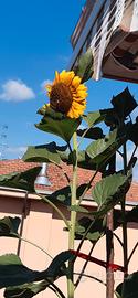 girasole gigante semi
