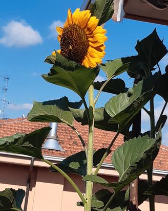 girasole gigante semi