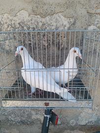 Colombi viaggiatori