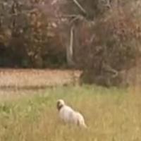 Setter Inglese Fortissimo Su Beccacce