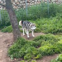 Cucciolona di husky