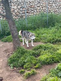 Cucciolona di husky