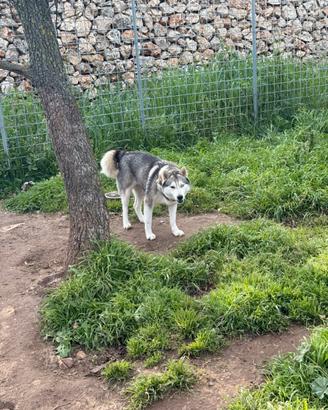 Cucciolona di husky