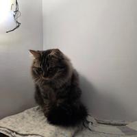 Gatto mezzo siberiano colore nero tigrato