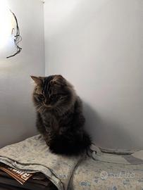 Gatto mezzo siberiano colore nero tigrato