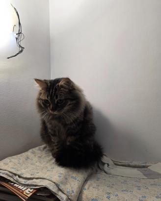 Gatto mezzo siberiano colore nero tigrato