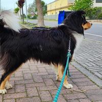 Border Collie tricolor di 3 anni x monta gratis