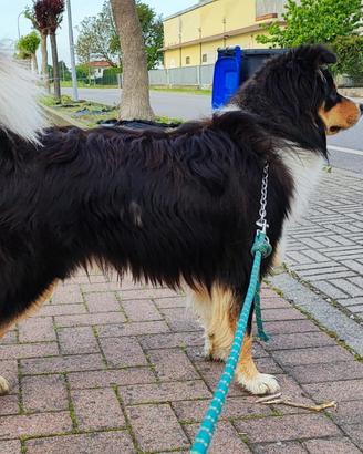 Border Collie tricolor di 3 anni x monta gratis