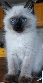 Ragdoll gattini