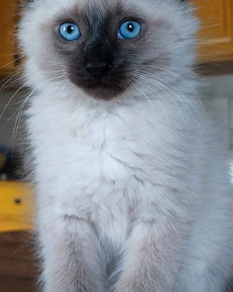 Ragdoll gattini