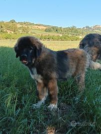 Cucciolo pastore del caucaso