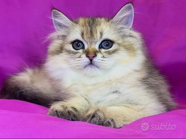 Gatto British Longhair Black Golden Maschio