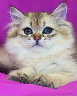 Gatto British Longhair Black Golden Maschio