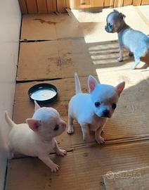 Chihuahua civava cuccioli mini maschi,genitori doc