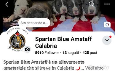 AMSTAFF BLUE maschio comproprietà