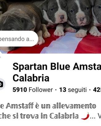 AMSTAFF BLUE maschio comproprietà
