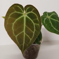 Anthurium Crystallinum