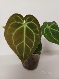 Anthurium Crystallinum