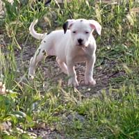 Pitbull
