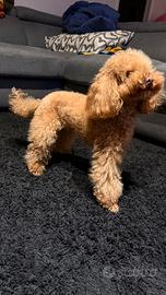 Barboncino toy per accoppiamento/monta