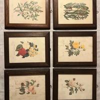 stampe botaniche incorniciate
