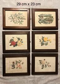 stampe botaniche incorniciate