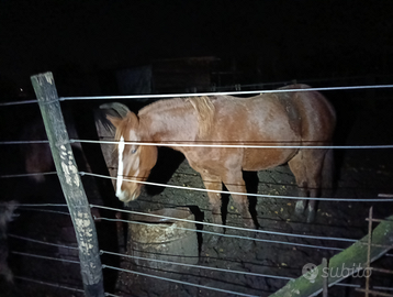 Puledro quarter horses