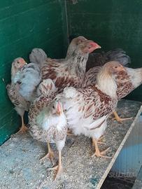 Galline ornamentali wiandotte