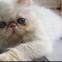 Gatto persiano cucciolo