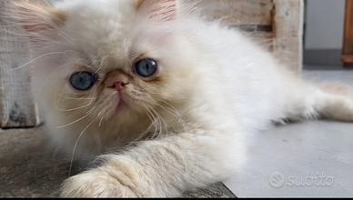 Gatto persiano cucciolo