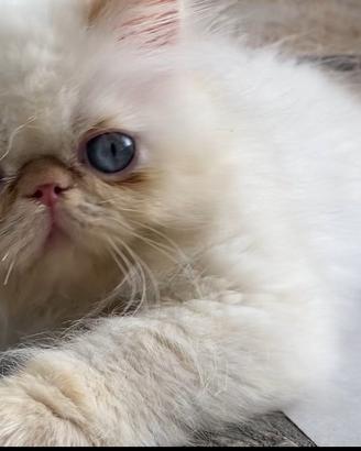 Gatto persiano cucciolo