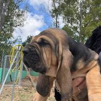 Bloodhound cuccioli