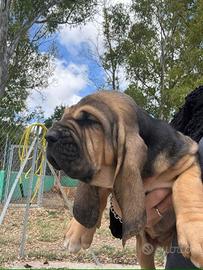 Bloodhound cuccioli