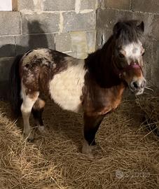 Pony Falabella Monta