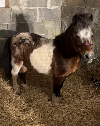 Pony Falabella Monta