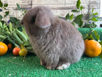 Minilop chocolate coniglio nano