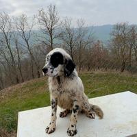 Cucciolone setter inglese