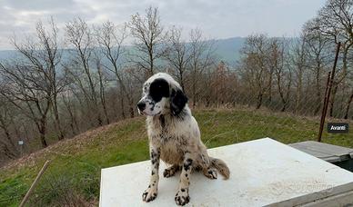 Cucciolone setter inglese