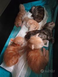 Maine Coon