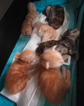 Maine Coon